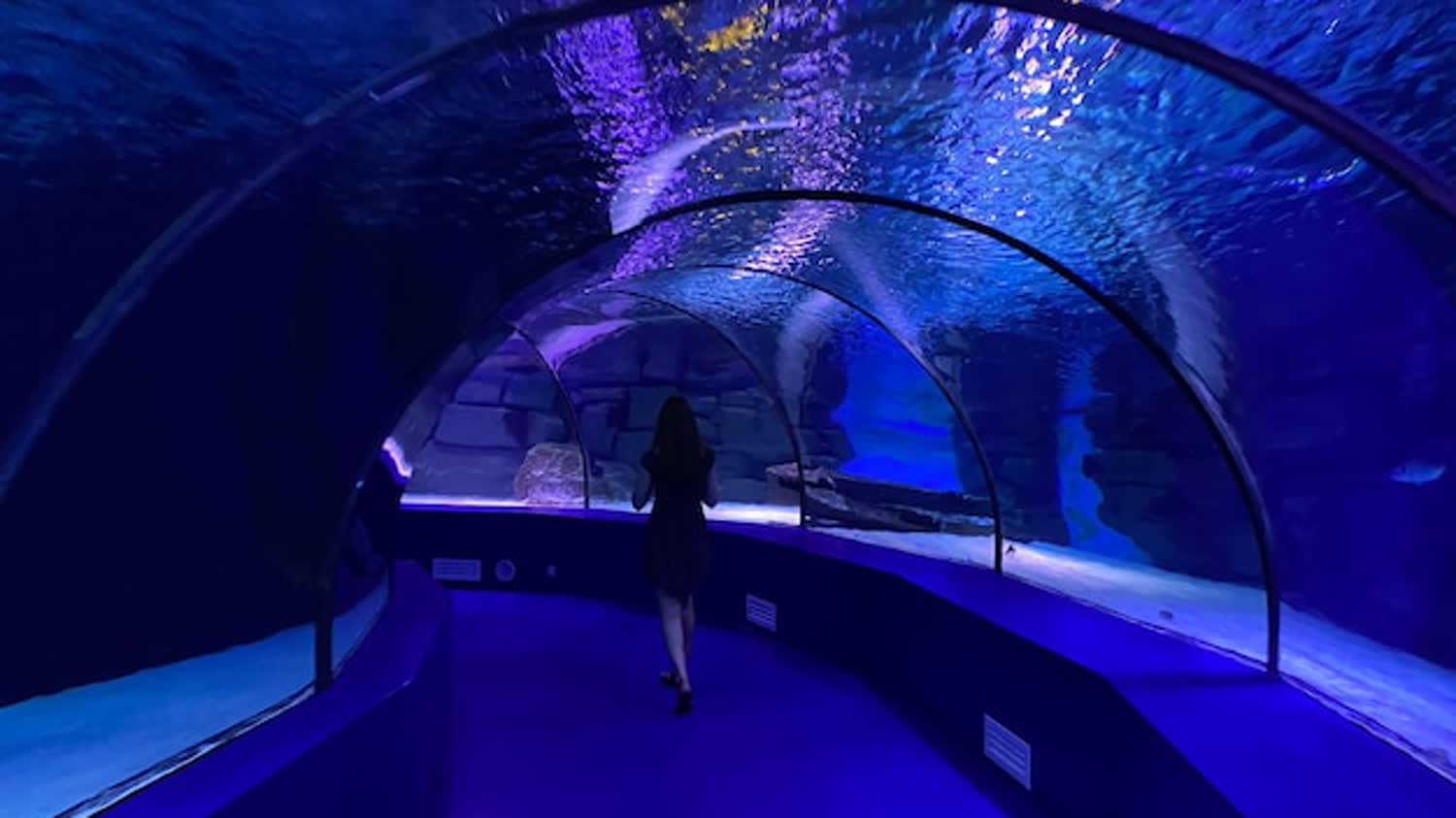 AquaShow and Shark Reef Aquarium at Mandalay Bay