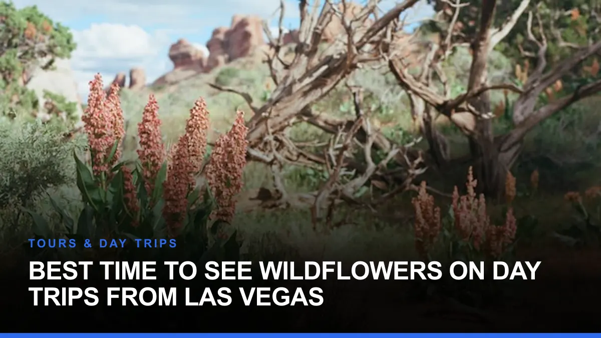 Best Time to See Wildflowers on Day Trips From Las Vegas